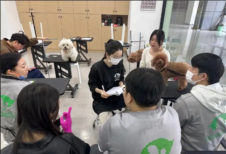 昭通市宠物剪毛宠物美容培训学校 - 推荐